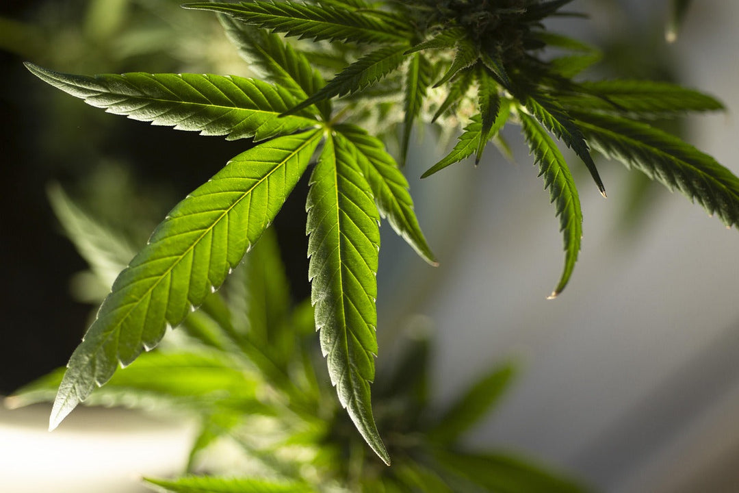 Wird Cannabis in der Schweiz bald legalisiert?